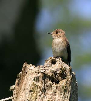 Spotted Flycatcher by Chris at Dartmoor Challacombe