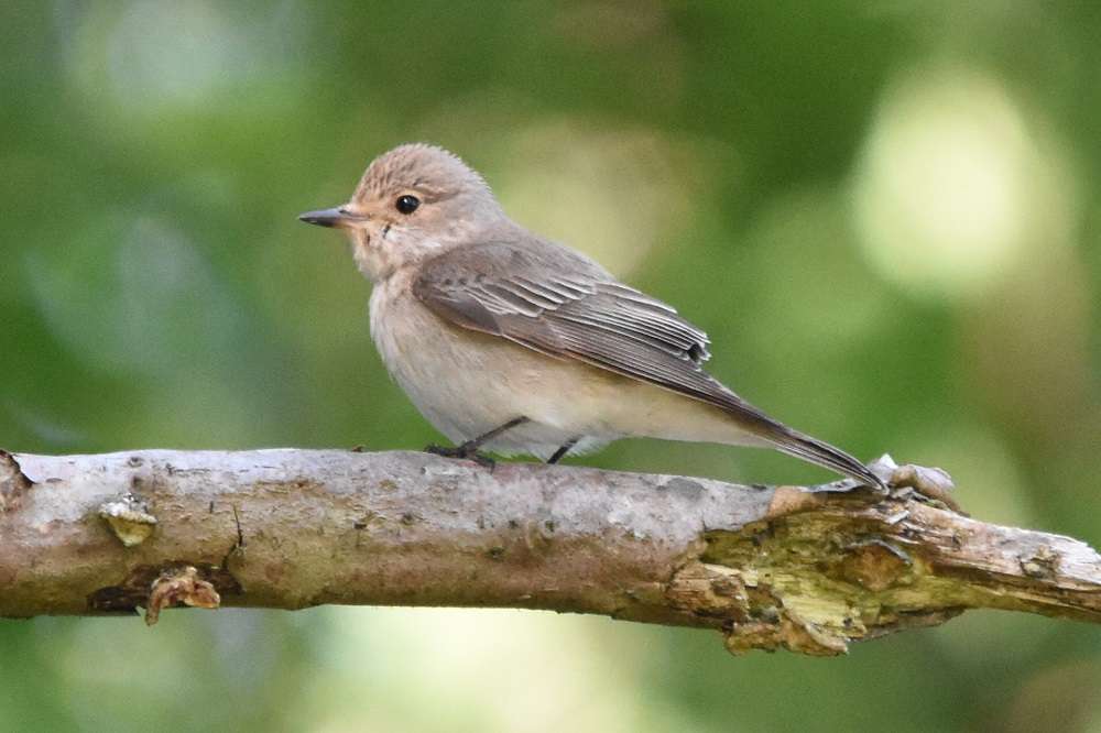 Spotted Flycatcher by Duncan Leitch at Yarner Wood