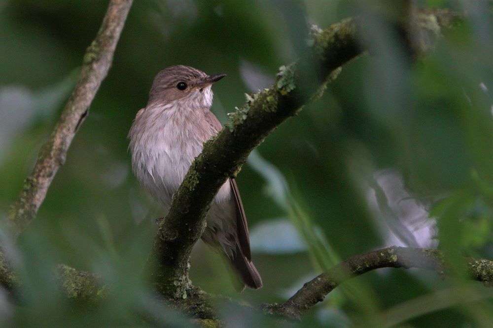 Spotted Flycatcher by John Reeves at Escot Park