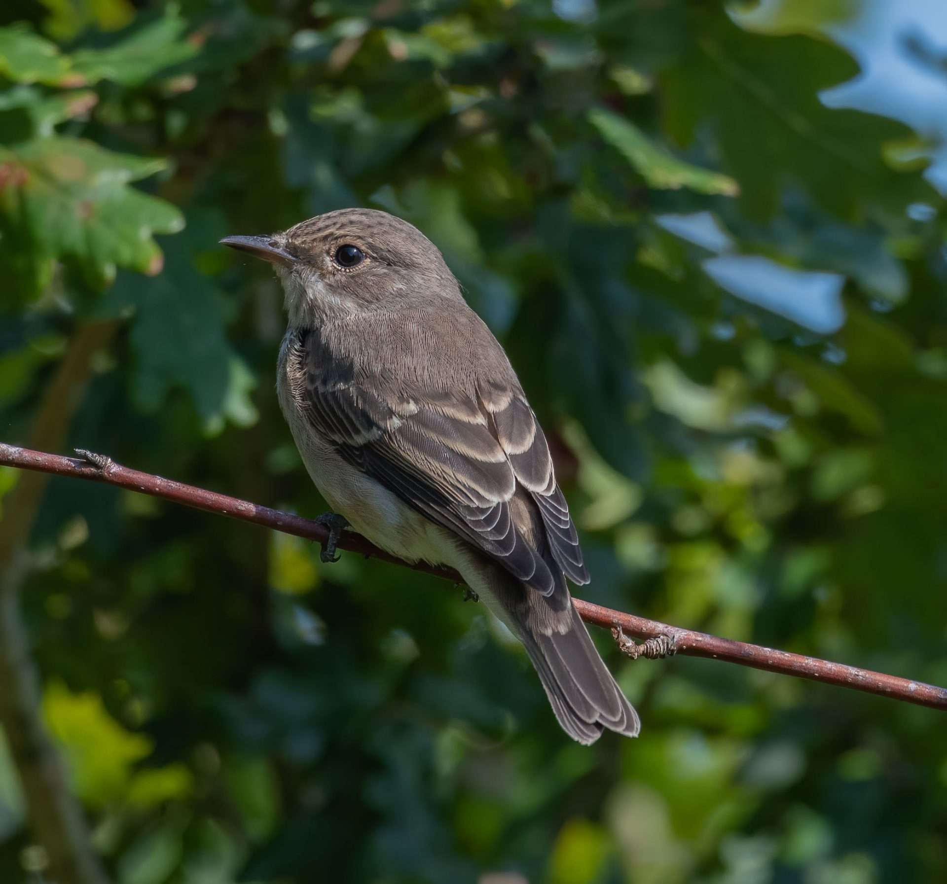 Spotted Flycatcher by Mark Sturman at Kingsbridge