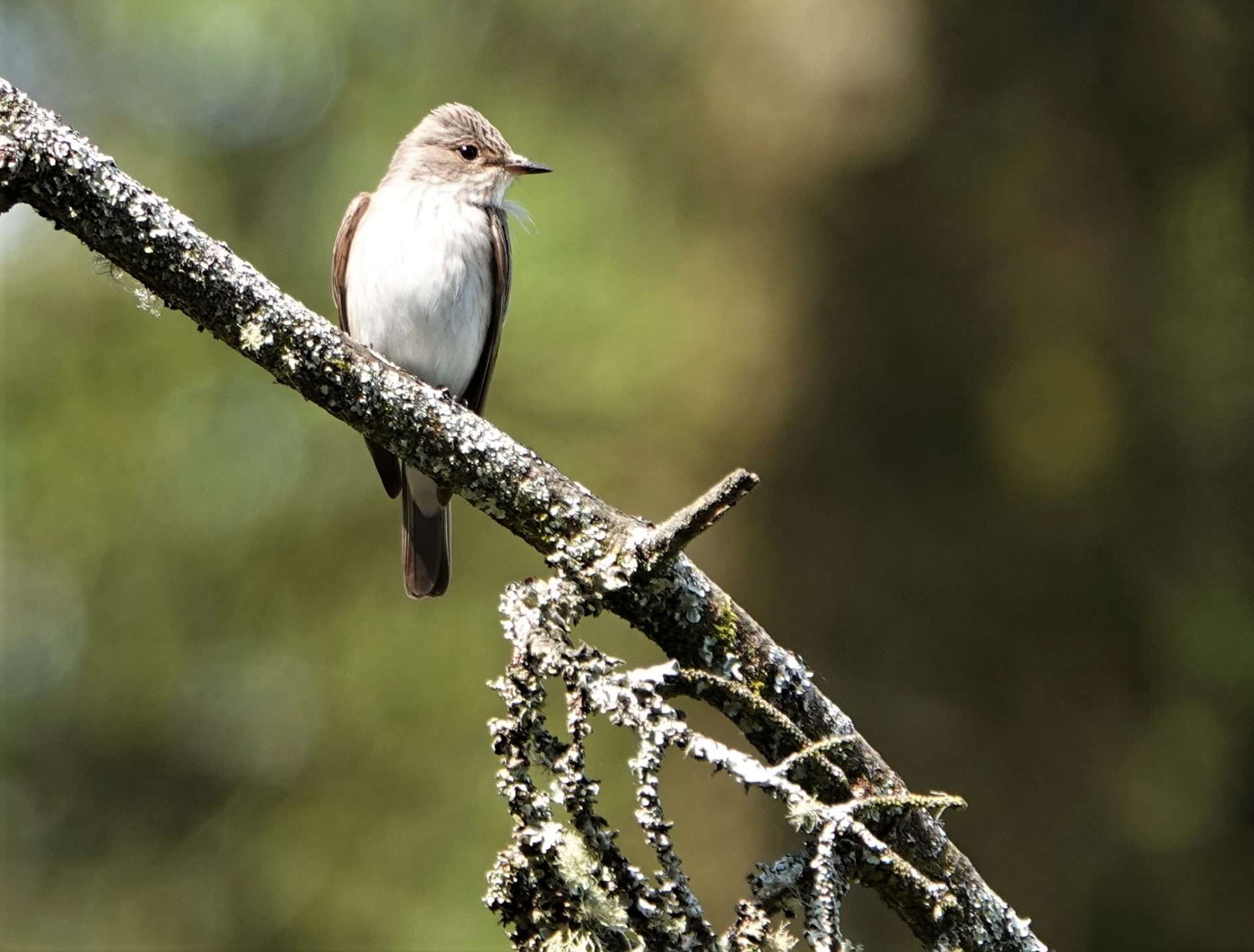 Spotted Flycatcher by Paul Howrihane at Cookworthy Forest