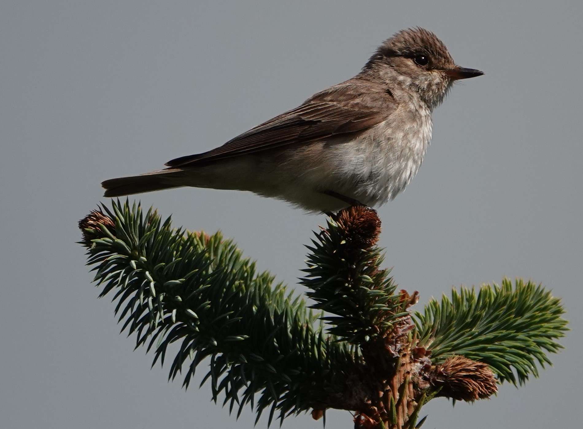 Spotted Flycatcher by Paul Howrihane at Cookworthy Forest