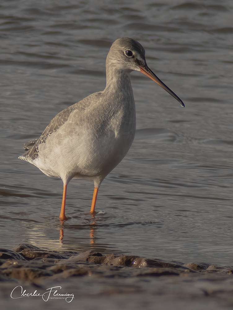 Spotted Redshank by Charlie at Topsham Rec