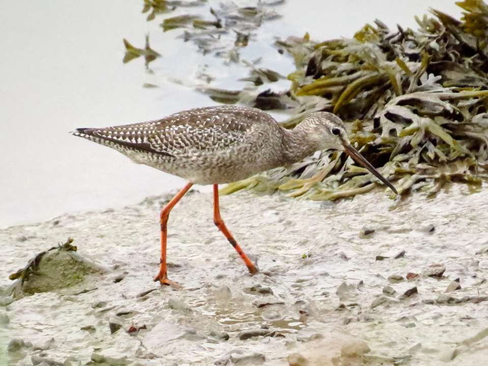 Spotted Redshank by David Paterson at Fremington Pill