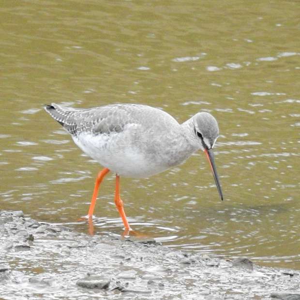Spotted Redshank by Emma Whitton at Fremington Quay