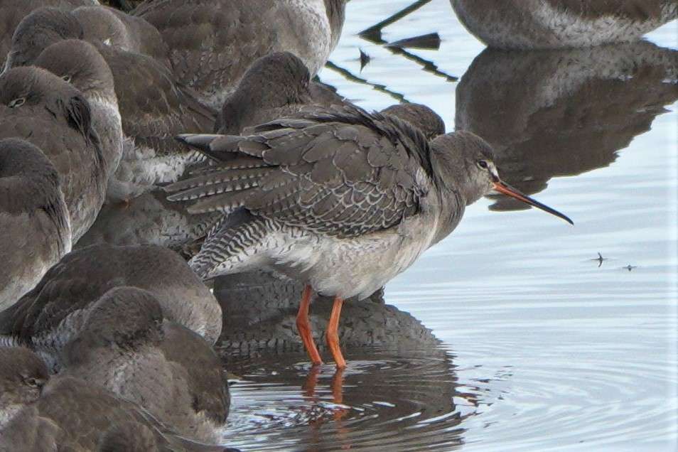 Spotted Redshank by John Reeves at Bowling Green Marsh RSPB Reserve