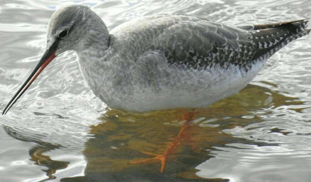 Spotted Redshank by Phil & Sue Naylor at Fremington Pill
