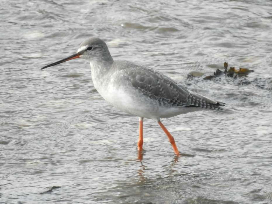 Spotted Redshank by Phil and Sue Naylor at Fremington Pill