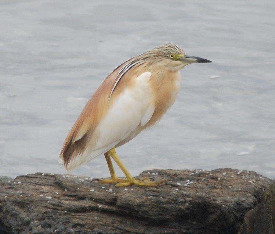 Squacco Heron by Pat Mayer at Prawle