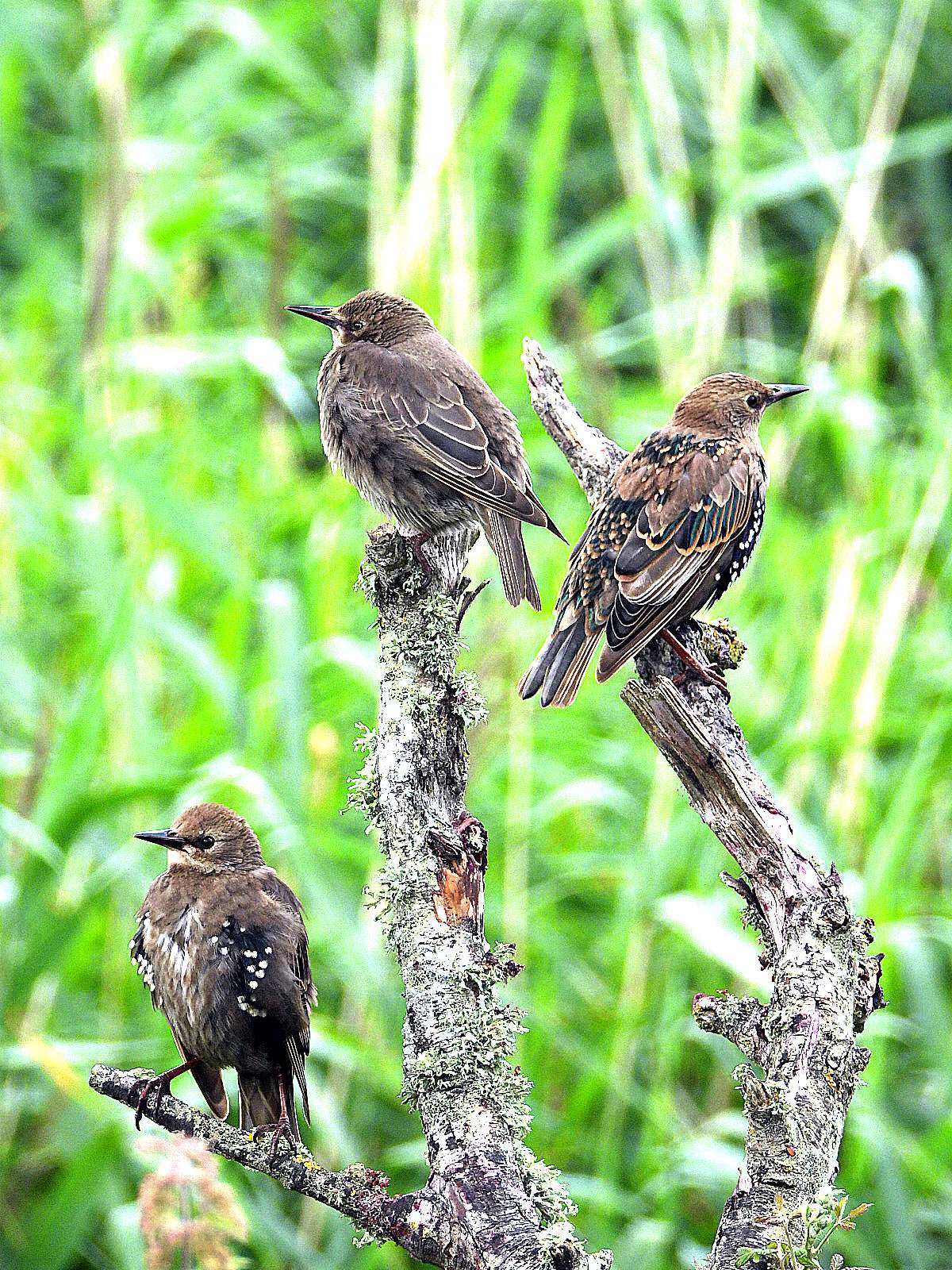 Starling by Kenneth Bradley at Exminster Marshes RSPB