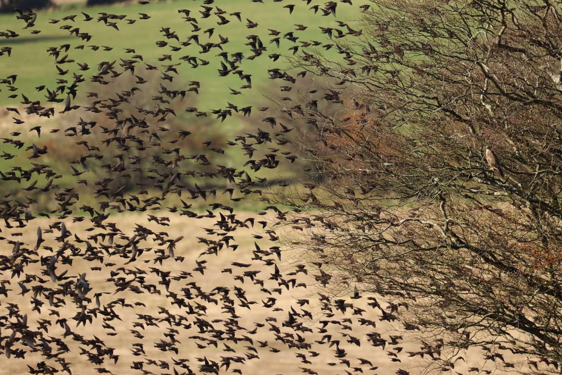 Starling by Steve Hopper at North Devon