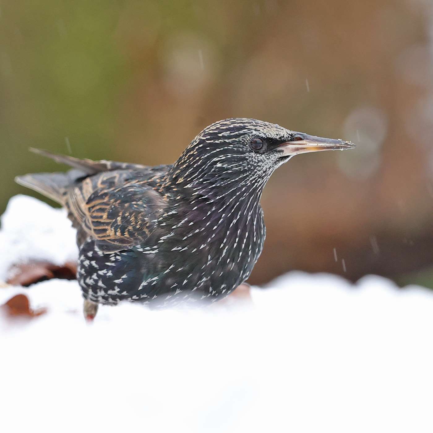 Starling by Steve Hopper at South Brent