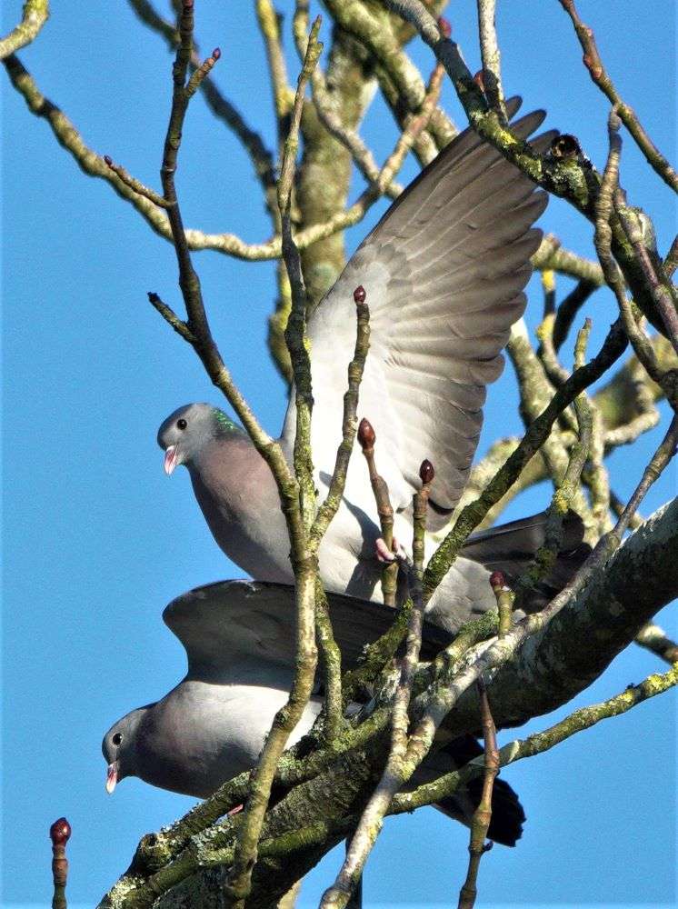Stock Dove by John Reeves at Escot Park