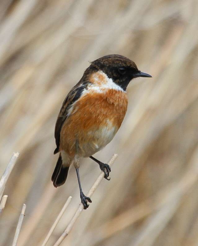 Stonechat by Alan Livsey at Wembury point