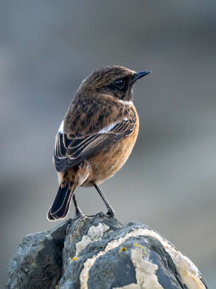 Stonechat by Barry Edwards at Skern