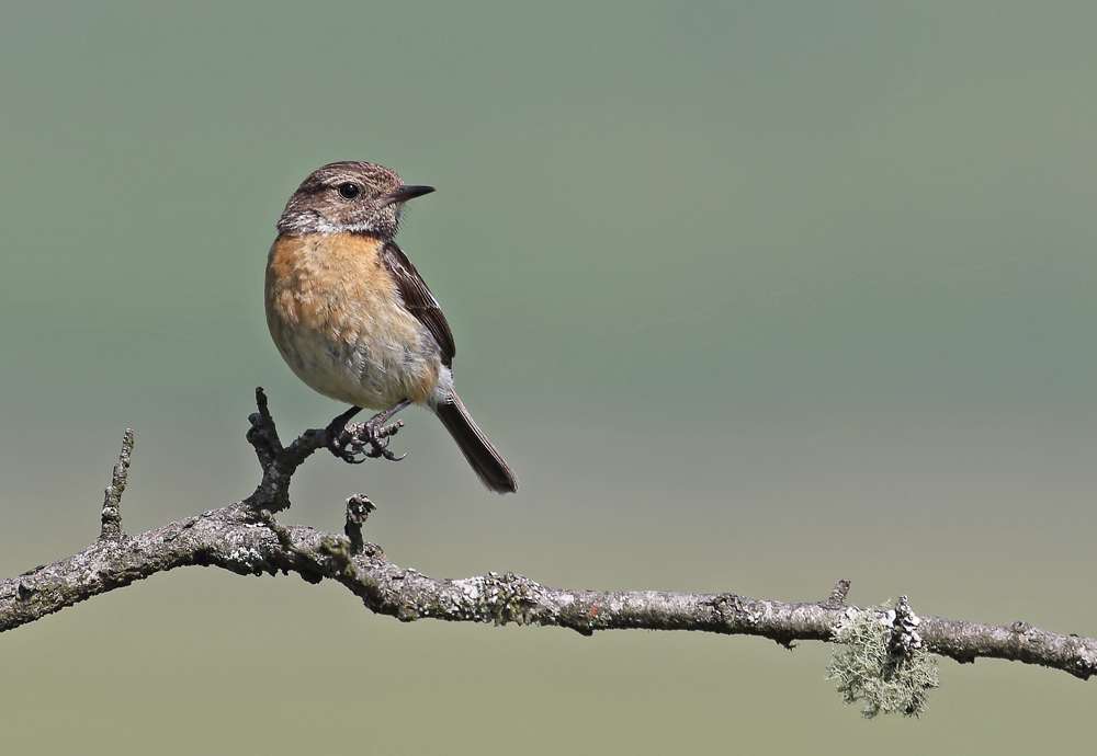 Stonechat by Christopher Lake at Dartmoor