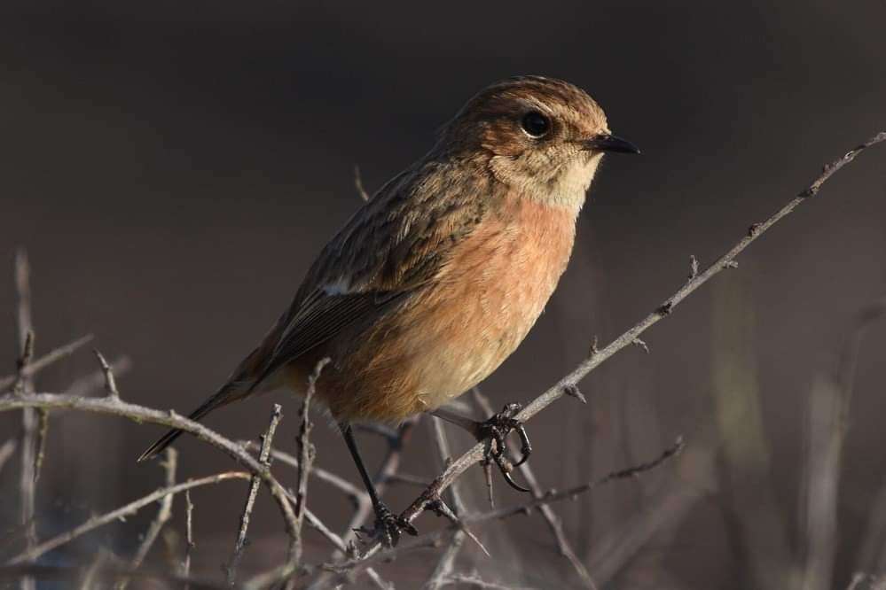 Stonechat by Duncan leitch at HMS Cambridge