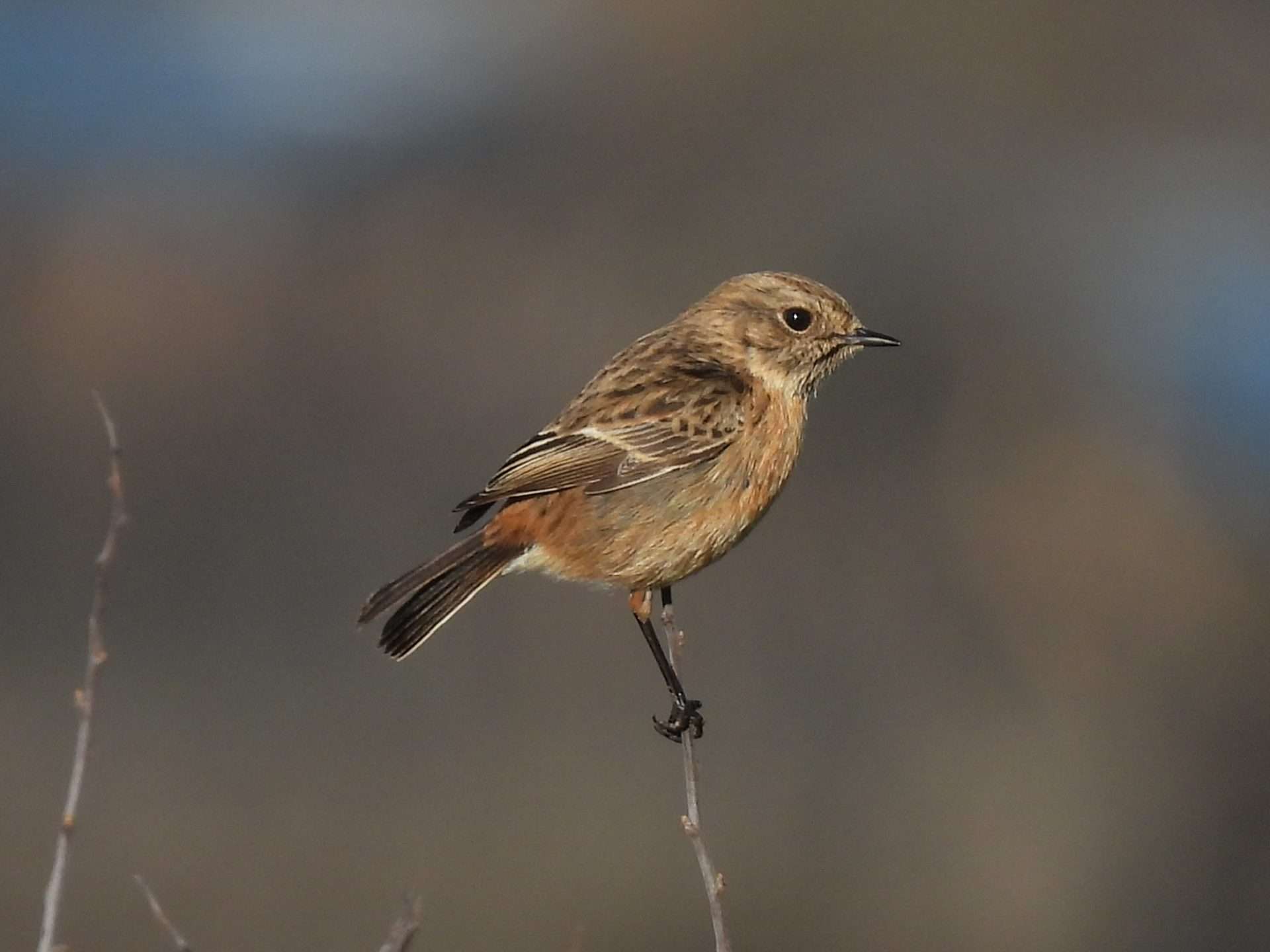 Stonechat by Elizabeth Mulgrew at Wembury Point