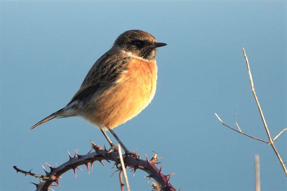 Stonechat by John Reeves at Ladram Bay