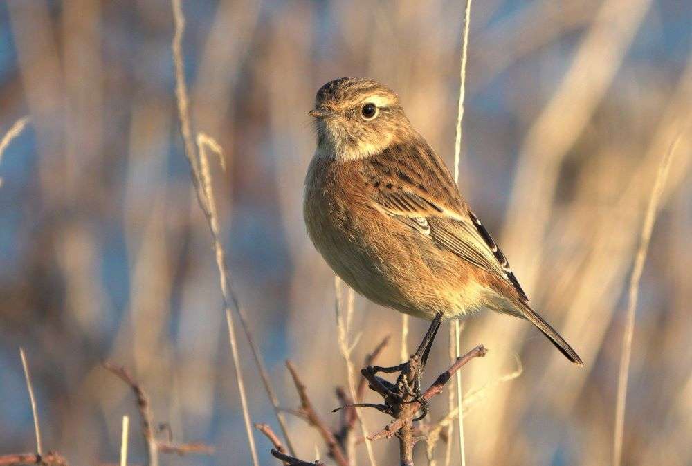 Stonechat by John Reeves at Ladram Bay