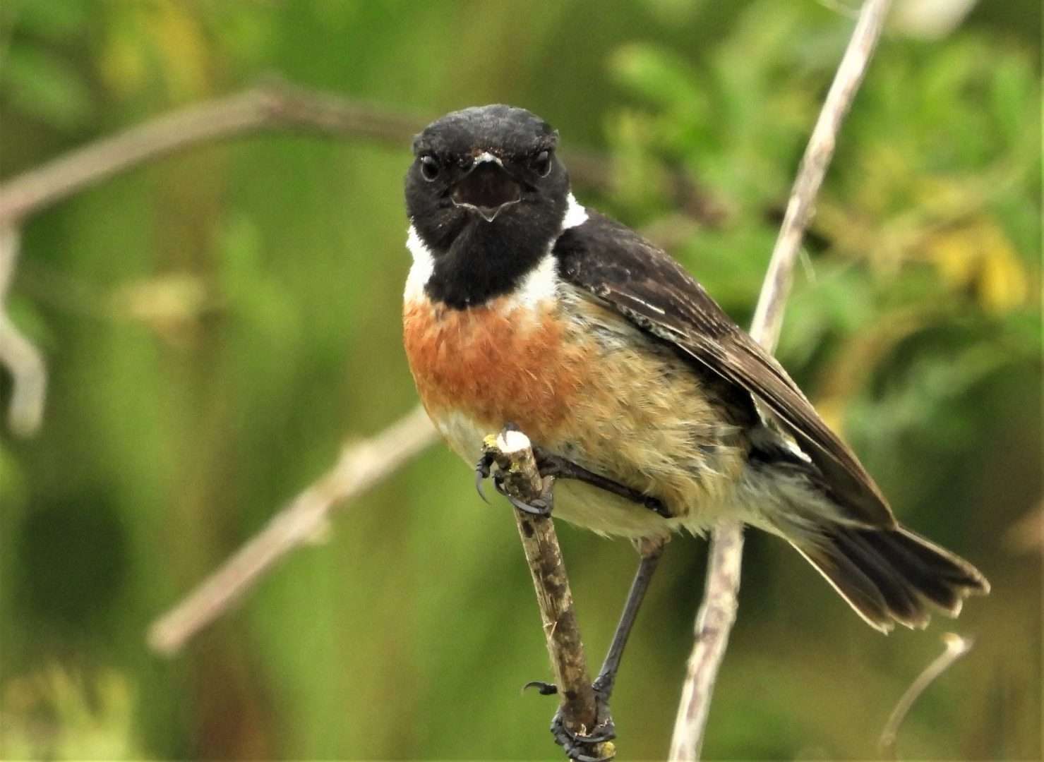 Stonechat by Kenneth Bradley at Dawlish Warren