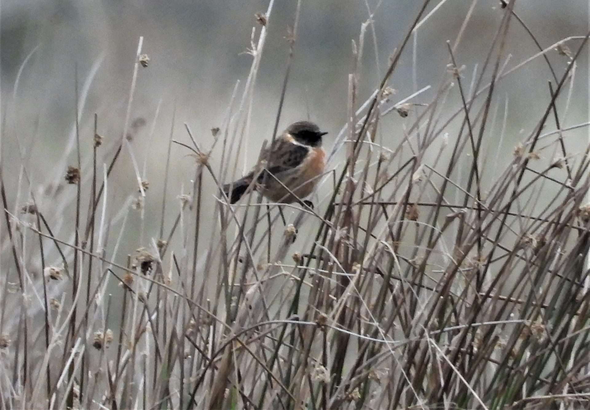 Stonechat by Kenneth Bradley at Exminster marshes RSPB