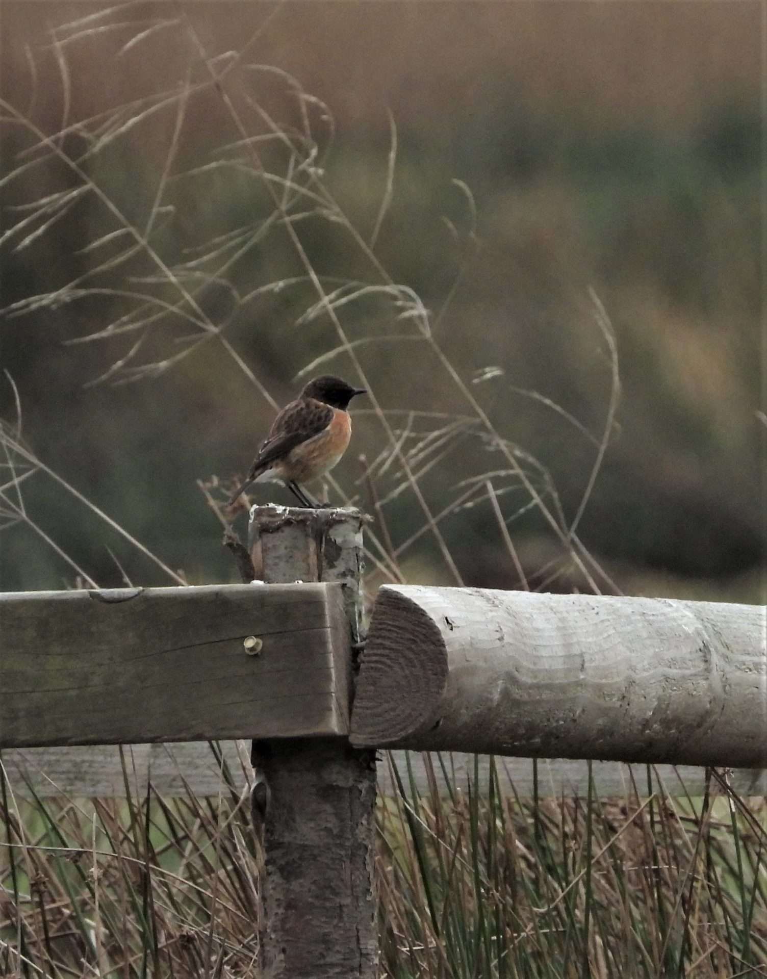 Stonechat by Kenneth Bradley at Exminster marshes RSPB