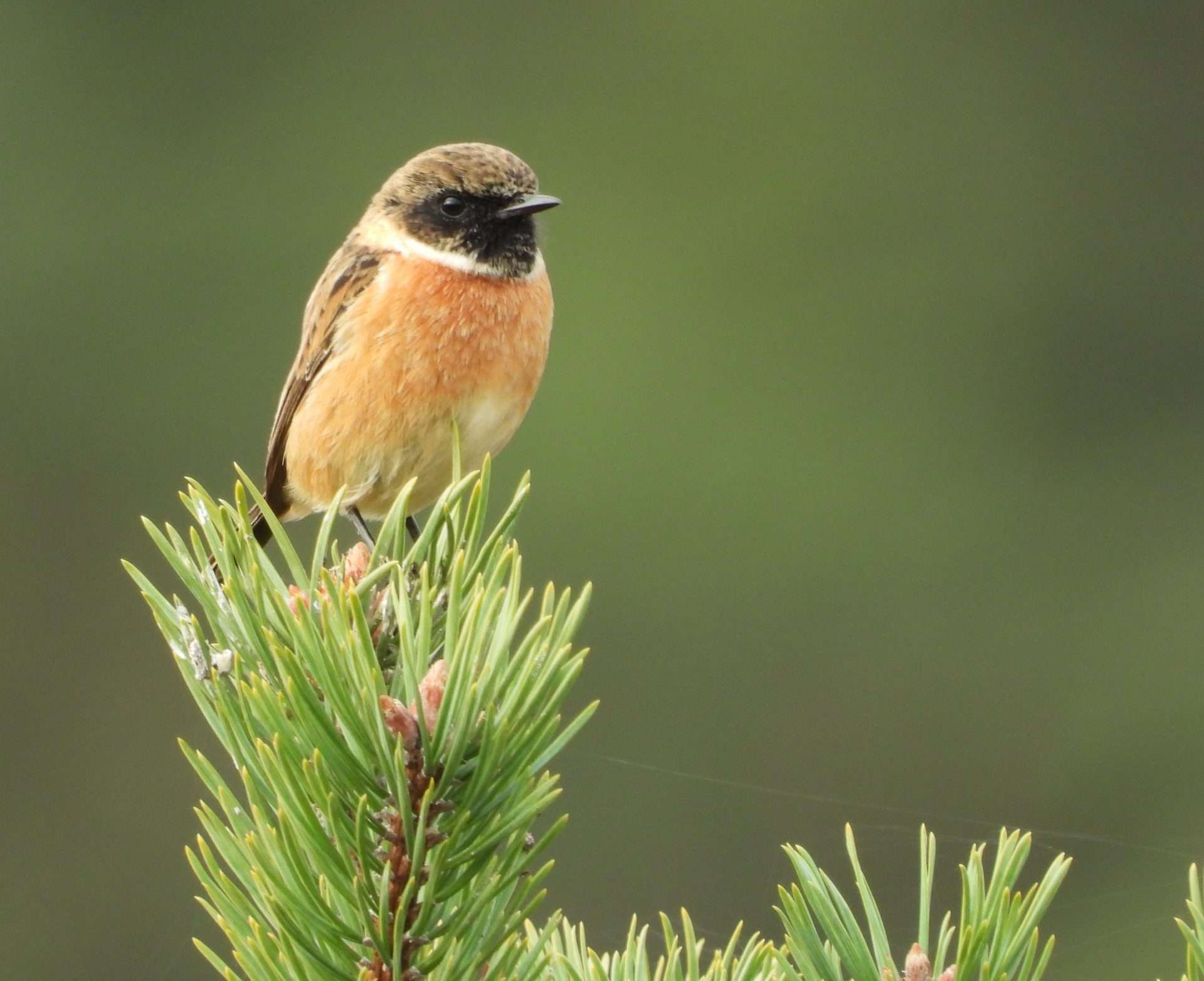 Stonechat by Kenneth Bradley at Ideford Common