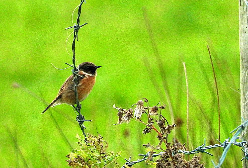 Stonechat by Kenneth Bradley at Stover Park