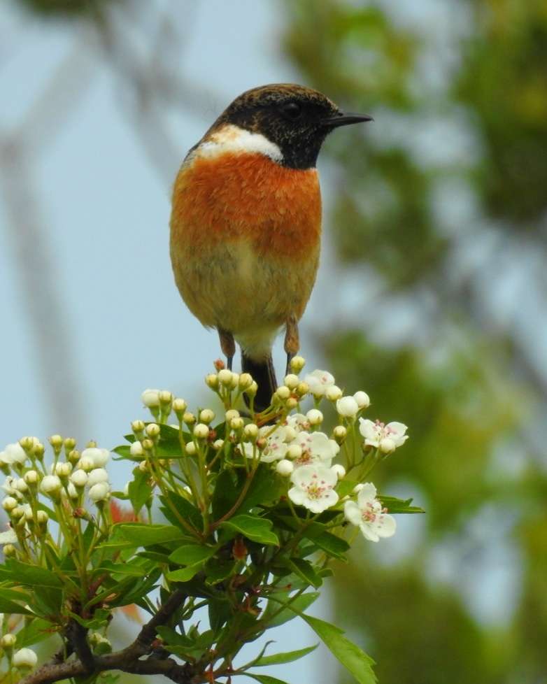 Stonechat by Phil and Sue Naylor at Sandy Lane