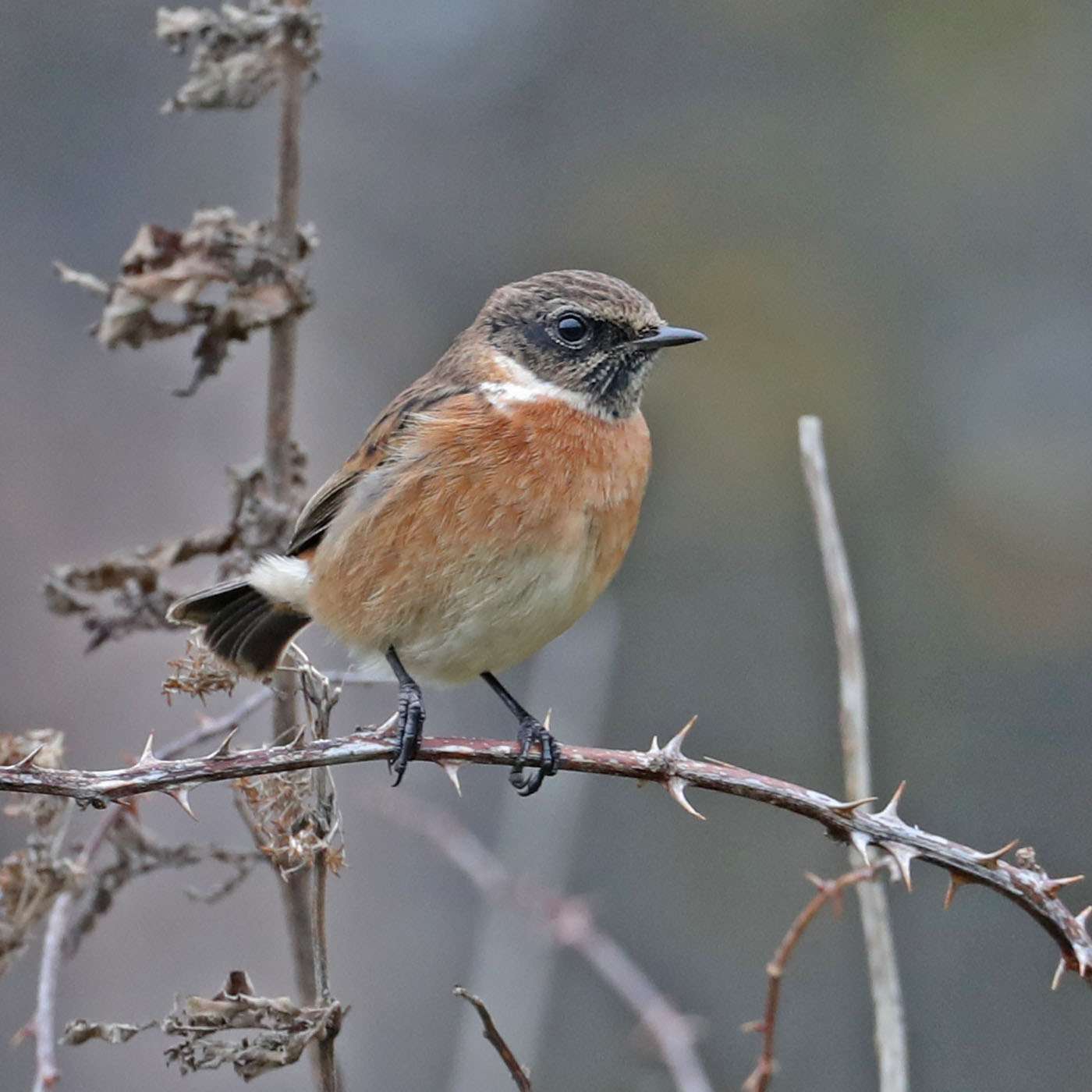 Stonechat by Steve Hopper at Berry Head