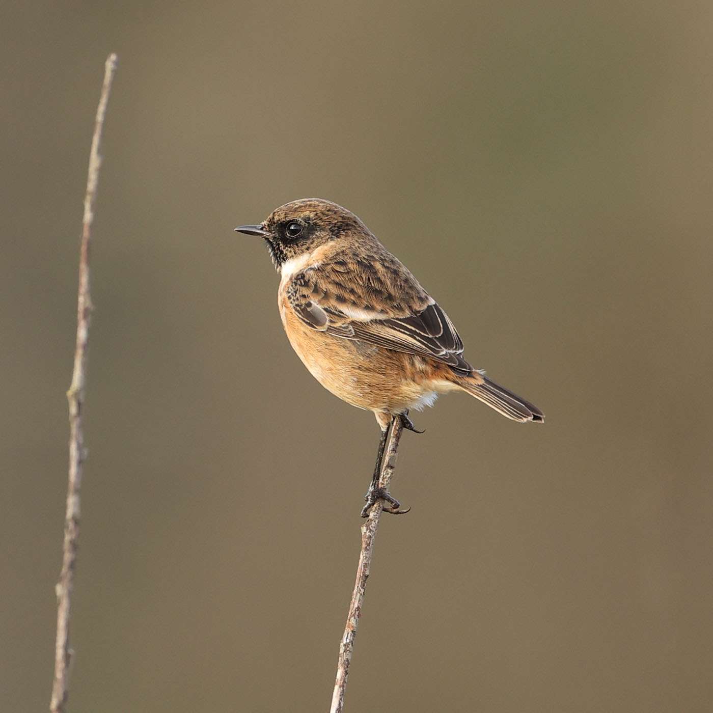 Stonechat by Steve Hopper at Broadsands