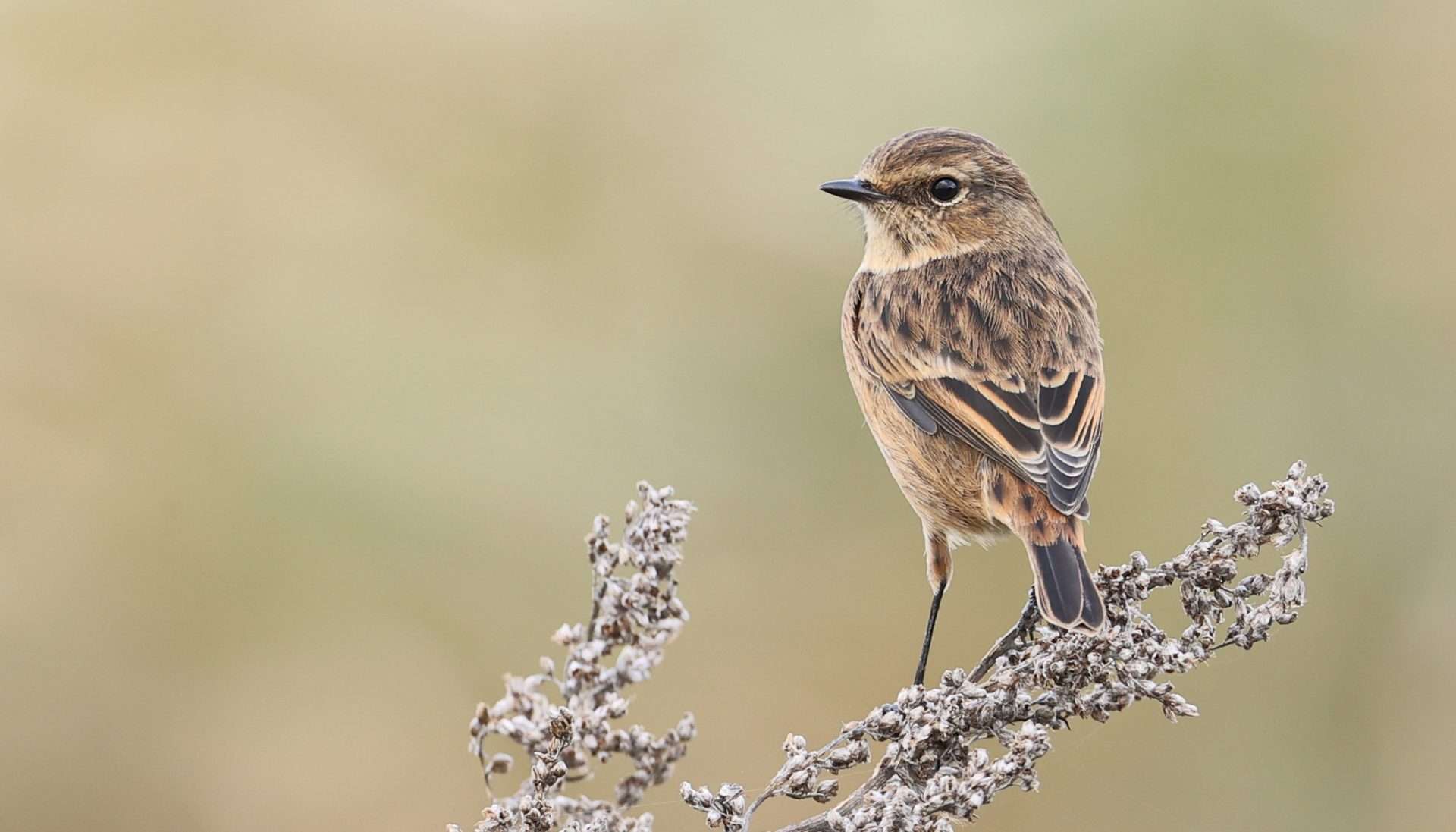 Stonechat by Steve Hopper at Slapton