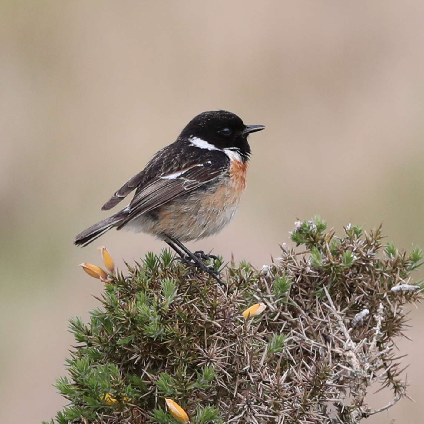 Stonechat by Steve Hopper at South Brent