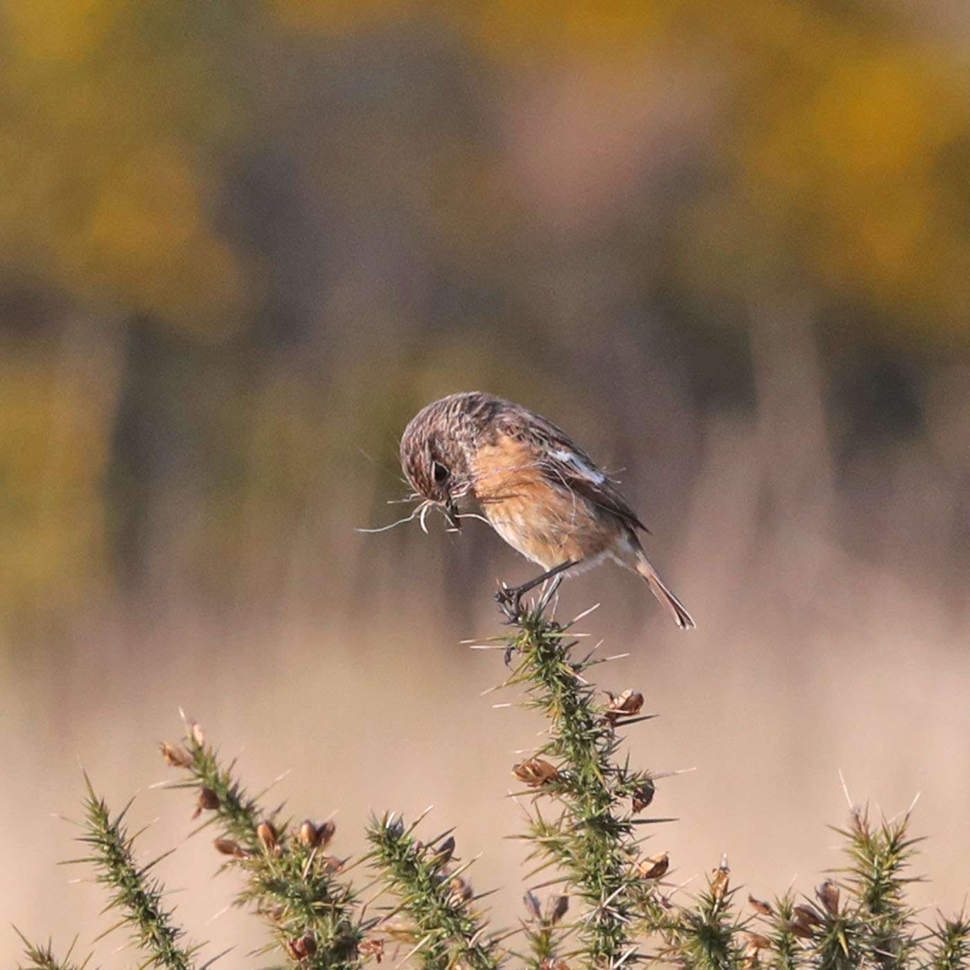 Stonechat by Steve Hopper at South Brent
