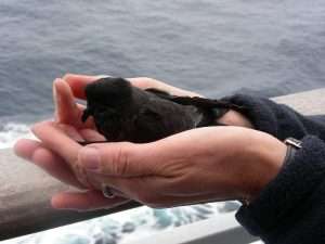 Storm Petrel at found on deck of Plymouth to Santander ferry by Jonathan Ruscoe on September 3 2012