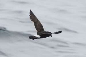 Storm Petrel at at Sea by Mark Darlaston on August 21 2012