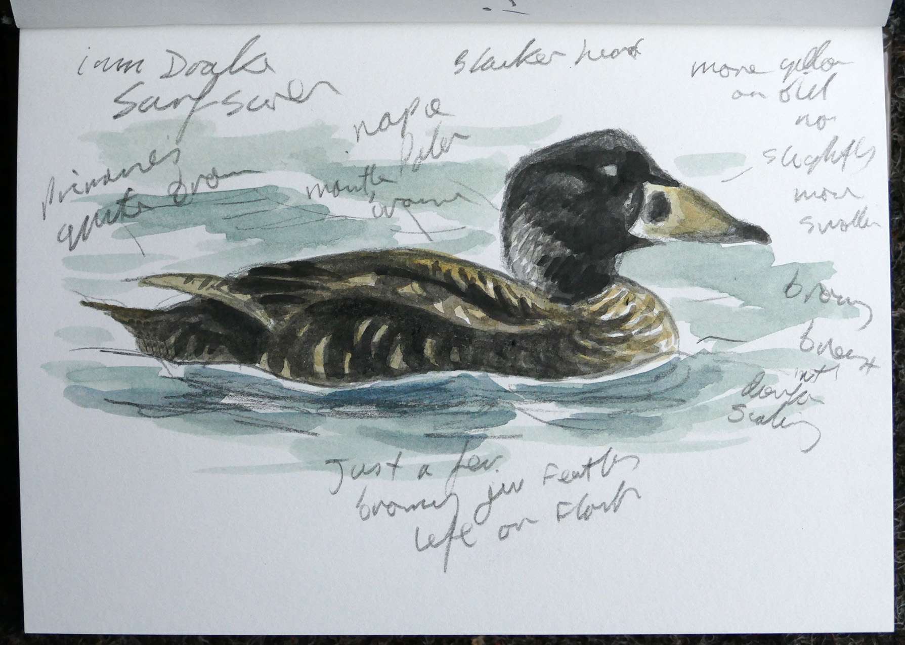 Surf Scoter by Sketch by Mike Langman at Sharkham Point