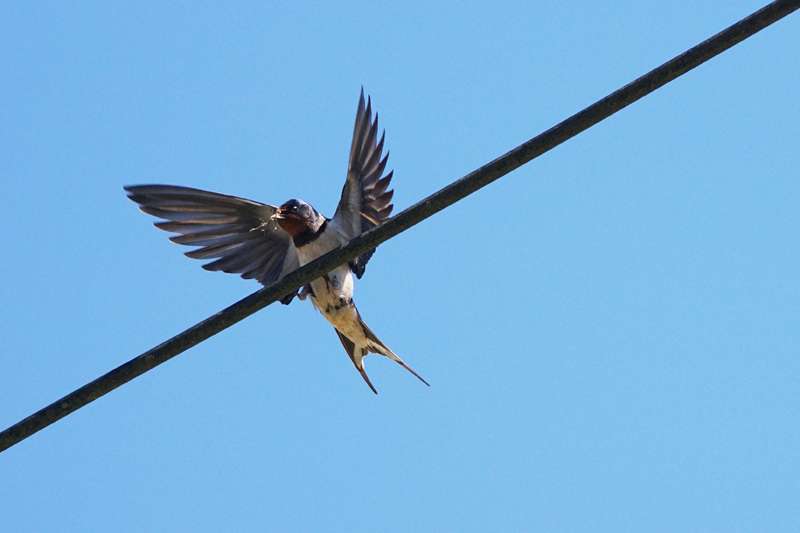 Swallow by Keith McGinn at Bishopsteignton