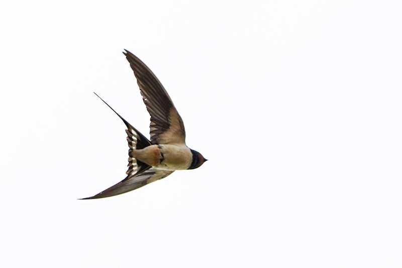 Swallow by Keith McGinn at bishopsteignton