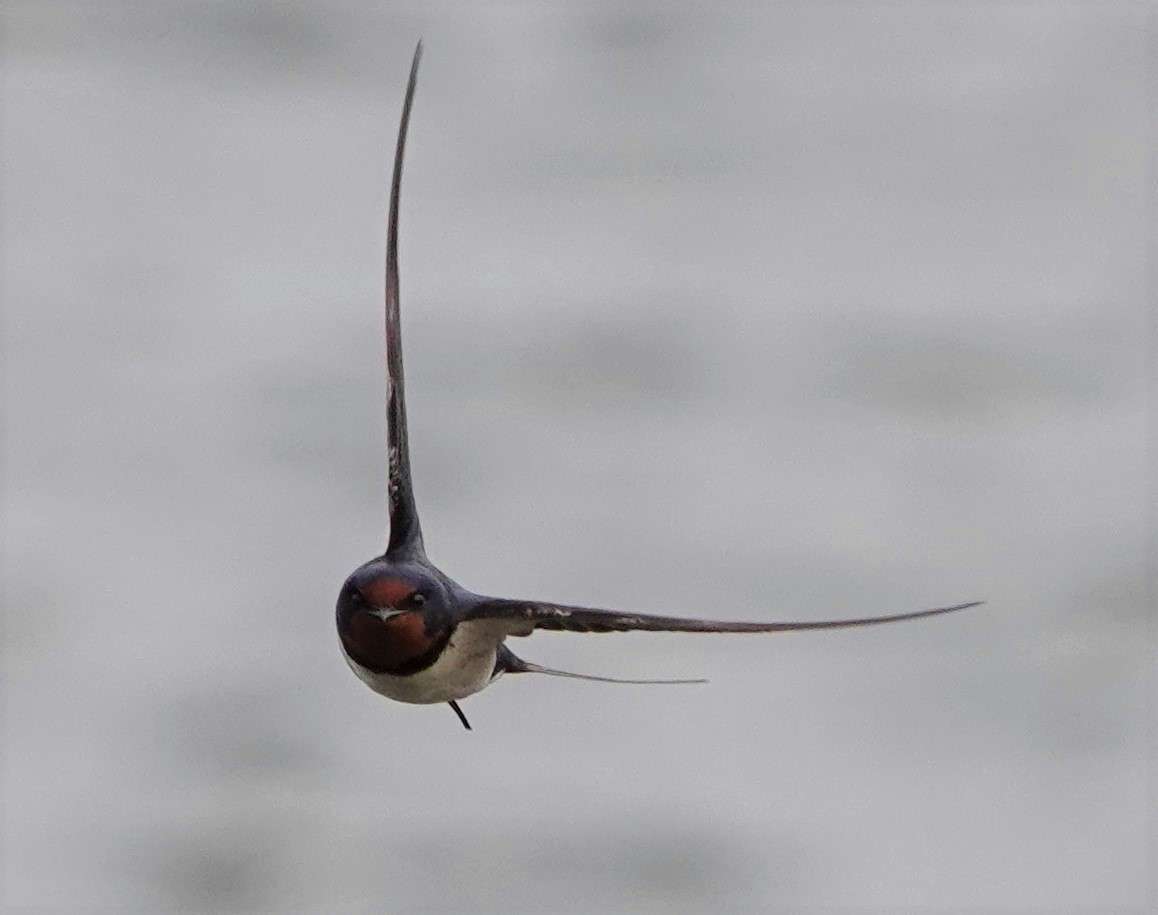 Swallow by Paul Howrihane at Lower Tamar Lake