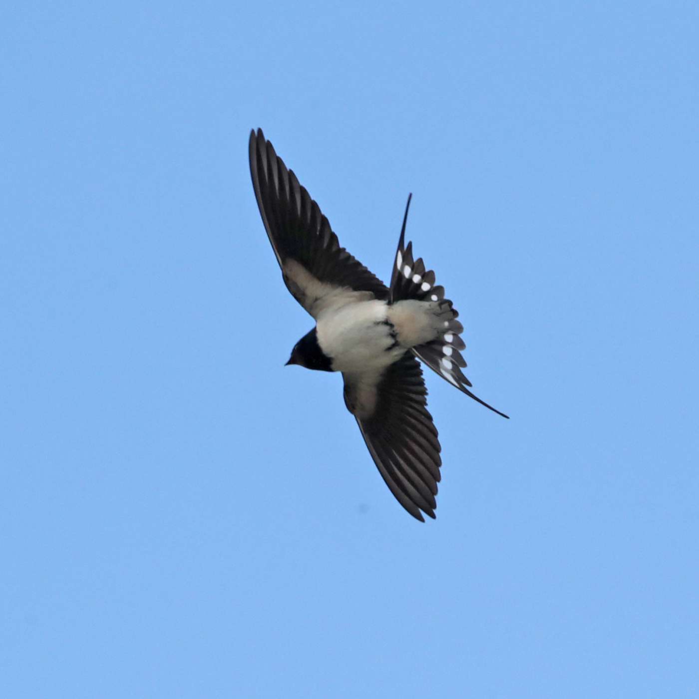 Swallow by Steve Hopper at South Brent