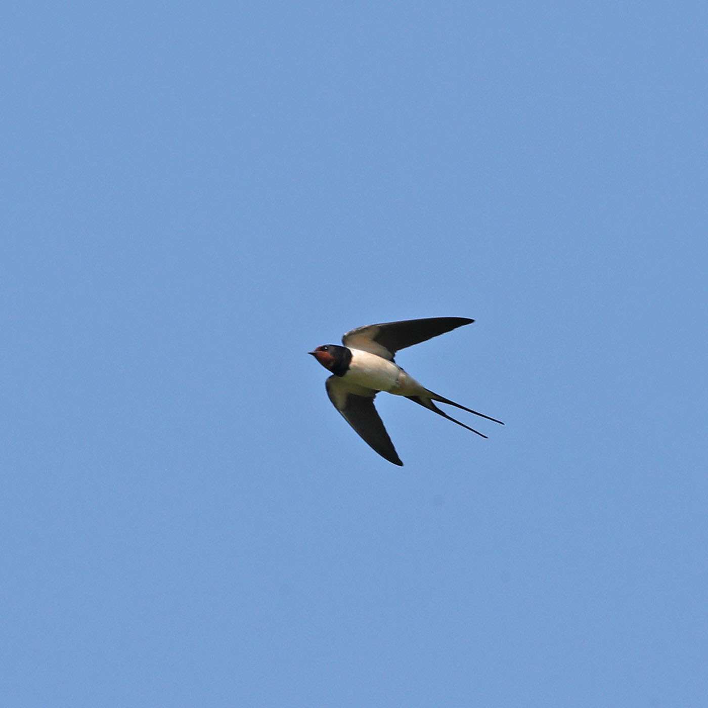 Swallow by Steve Hopper at South Brent