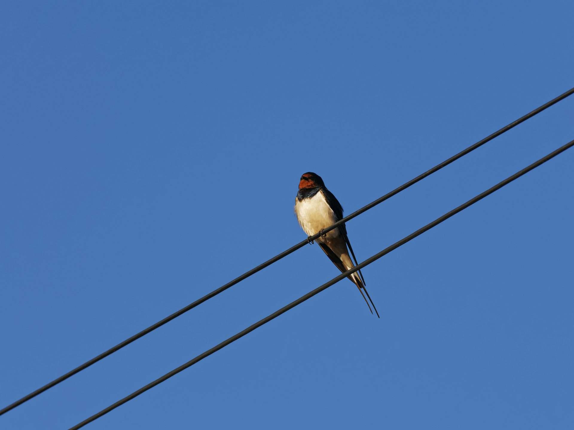 Swallow by swollow at plympton