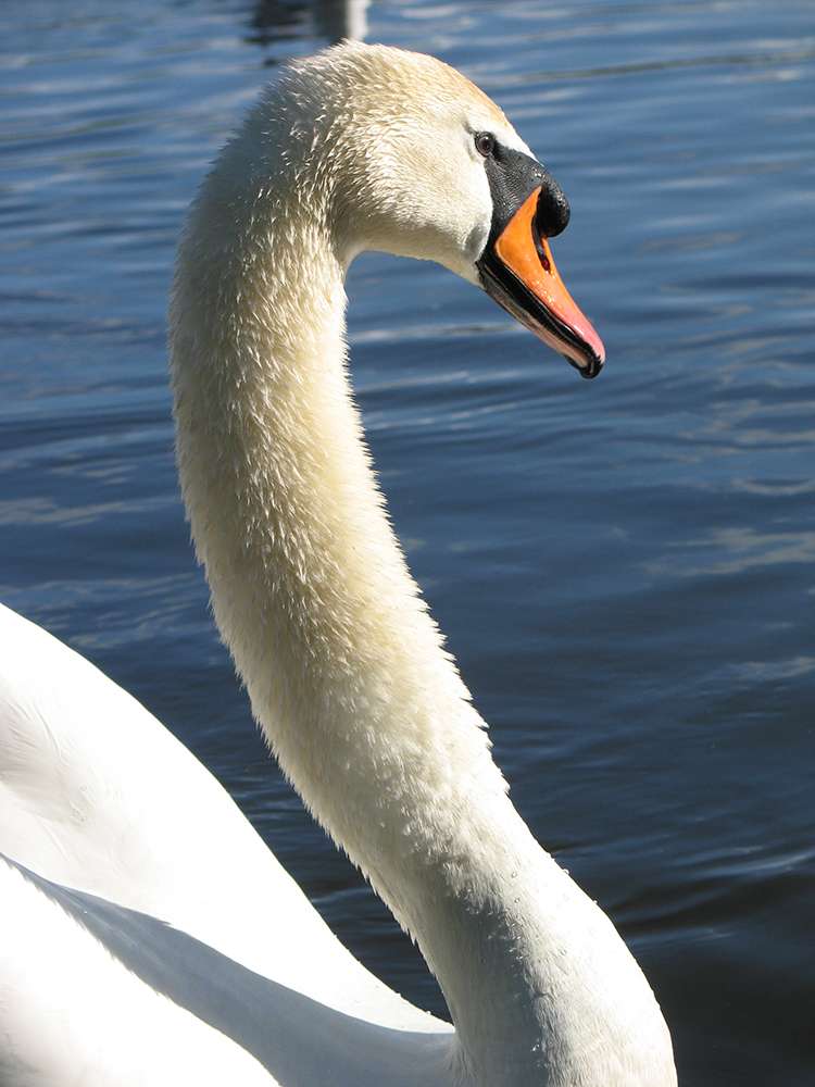 Swan by Ross Hayward at Lopwell