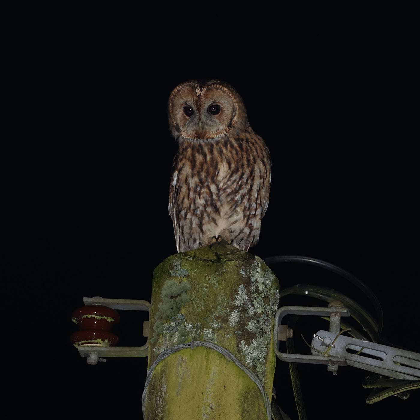 Tawny Owl by Steve Hopper at South Brent