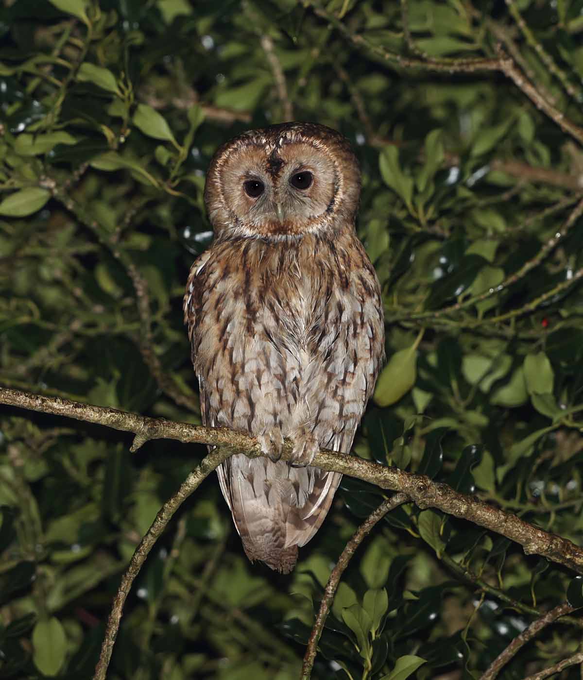 Tawny Owl by Steve Hopper at South Brent