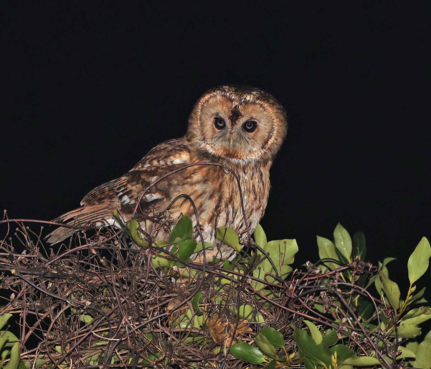 Tawny Owl by Steve Hopper at South Brent