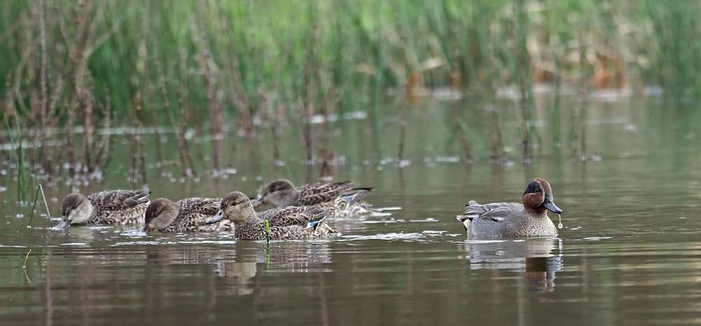 Teal by Adrian Davey at Roadford