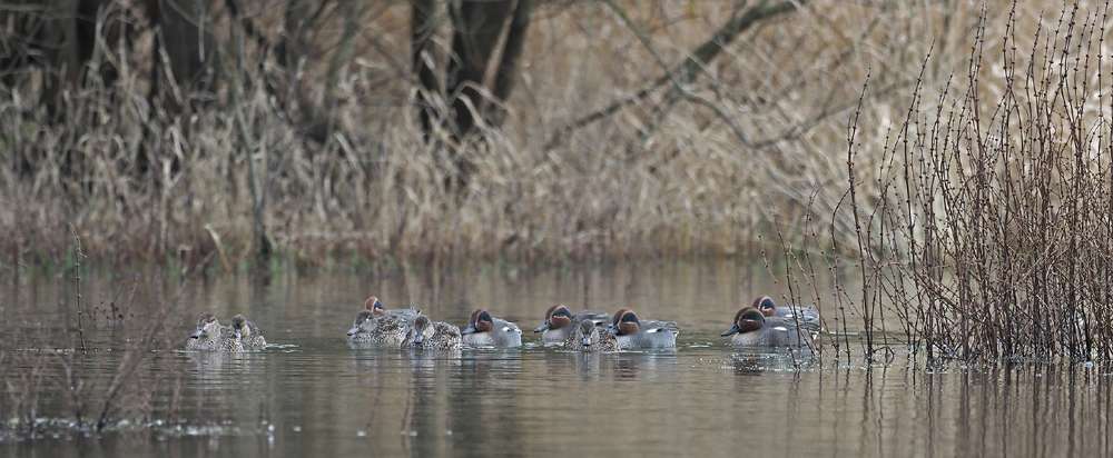 Teal by Adrian Davey at Roadford